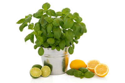 Cool Citrus Basil Scented Candles