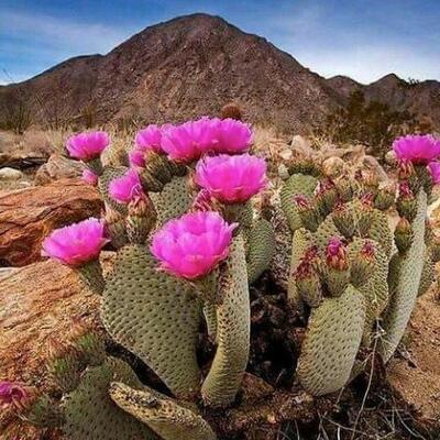 Baja Cactus Blossom Scented Candles