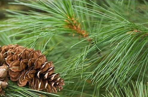 Fir Tree Needle Scented Soap