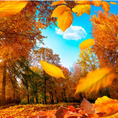 Fresh Fall Morning Scented Candles