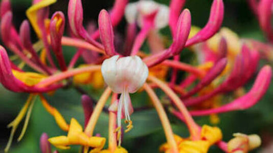 Honeysuckle Candle Scent