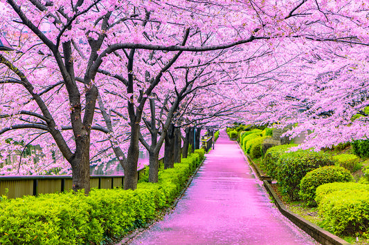 Japanese Cherry Blossom Scented Soaps